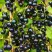 Смородина чёрная ИЗЮМНАЯ в Барановичах