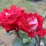 Роза АЛЬЯНС чайно-гибридная в Барановичах