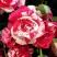 Роза ФАЙЕР ВОРКС миниатюрная в Барановичах