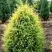 Можжевельник ГОЛД КОН обыкновенный в Барановичах