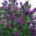 Сирень СУМЕРКИ в Барановичах