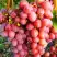 Виноград КИШМИШ КРАСНЫЙ в Барановичах