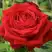 Роза СОФИ ЛОРЕН чайно-гибридная в Барановичах