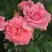 Роза ПЬЕР КАРДЕН чайно-гибридная в Барановичах