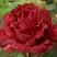 Роза РЕД ИНТУИШН чайно-гибридная в Барановичах