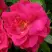 Роза ДЖОРДЖ ВАНКУВЕР флорибунда в Барановичах