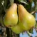 Груша КОНКОРД в Барановичах