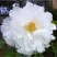 Пион БЕЛЫЙ НЕФРИТ древовидный в Барановичах