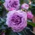 Роза СИЛЬВЕР КВИК плетистая в Барановичах