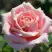 Роза ФРЕДЕРИК МИСТРАЛЬ чайно-гибридная в Барановичах