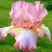 Ирис БЛАШИНГ ПИНК бородатый в Барановичах