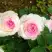 Роза ДОЛЬЧЕ ВИТА чайно-гибридная в Барановичах