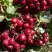 Рябина ГРАНАТНАЯ сладкоплодная в Барановичах