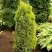 Можжевельник ГОЛД КОН обыкновенный в Барановичах