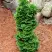 Туя СПИРАЛИС МИНИ западная в Барановичах