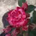 Роза ФАЙЕР ВОРКС миниатюрная в Барановичах