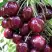 Черешня СИЛЬВИЯ колоновидная в Барановичах