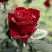 Роза ТАБУ чайно-гибридная в Барановичах