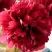 Пион БЕЛГРАВИЯ травянистый в Барановичах