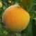 Персик ДОНЕЦКИЙ ЖЕЛТЫЙ в Барановичах