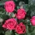 Роза ЛАВ ЛЕТТЕР флорибунда в Барановичах