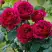 Роза КЕЙТ английская в Барановичах