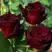 Роза ЧЕРНАЯ МАГИЯ чайно-гибридная в Барановичах