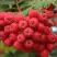 Рябина АЛАЯ КРУПНАЯ сладкоплодная в Барановичах