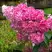 Гортензия МЕГА МИНДИ метельчатая в Барановичах
