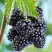 Ежевика БЛЭК САТИН бесшипная  в Барановичах