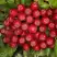 Рябина РУБИНОВАЯ сладкоплодная в Барановичах