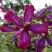 Клематис СВИТ САММЕР ЛАВ в Барановичах
