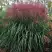 Мискантус МАЛЕПАРТУС китайский  в Барановичах