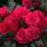Роза РАДОСТЬ САДОВНИКА (ГАРТЕН ФРОЙДЕ) почвопокровная в Барановичах
