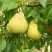 Груша ВЕЛИКАЯ ЛЕТНЯЯ (БОЛЬШАЯ ЛЕТНЯЯ) в Барановичах