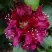 Рододендрон КАЛИ в Барановичах