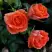 Роза ОРАНЖ ДЖЕВЕЛ миниатюрная в Барановичах
