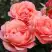 Роза КОРАЛ ЛИОНС РОУЗ флорибунда в Барановичах
