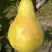 Груша КОНКОРД в Барановичах
