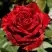 Роза РЕД ИНТУИШН чайно-гибридная в Барановичах
