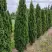 Туя ДЕГРУТ СПАЙР западная в Барановичах