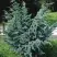 Можжевельник БЛЮ АЛЬПС китайский  в Барановичах