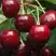 Черешня ГРОНКАВАЯ в Барановичах