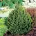 Ель КОМПАКТА обыкновенная в Барановичах