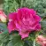 Роза БРЕРА флорибунда в Барановичах