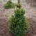 Ель ВИЛС ЦВЕРГ обыкновенная в Барановичах