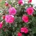 Роза МАЛИНОВЫЙ ЗВОН чайно-гибридная в Барановичах
