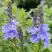 Вероника РОЯЛ БЛЮ большая в Барановичах