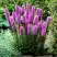 Лиатрис РОЗЕА колосковая в Барановичах