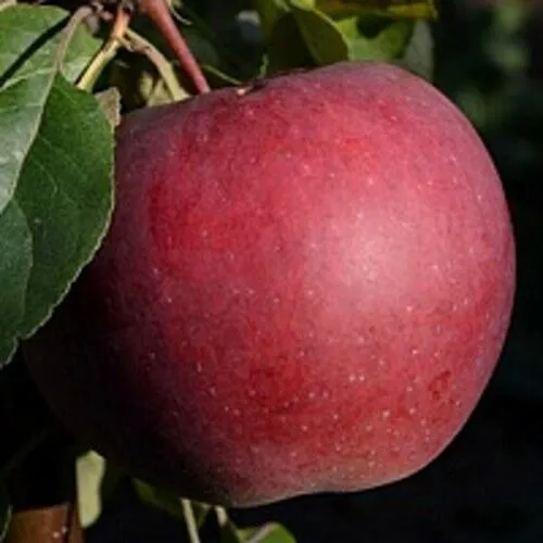 Яблоня БЕЛОРУССКОЕ СЛАДКОЕ в Барановичах